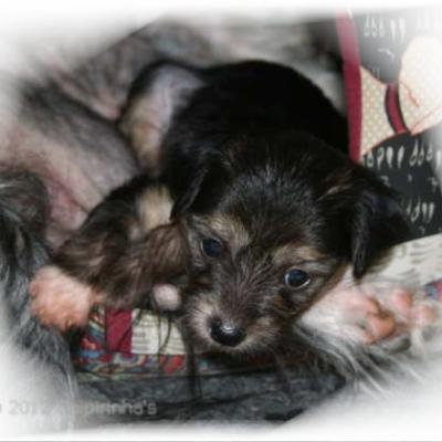 04 Hl Huendin 1 Hl Female 1