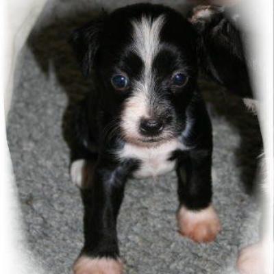 08 Hl Huendin 2 Hl Female 2