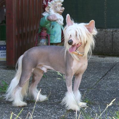 Pagani 20150606 15